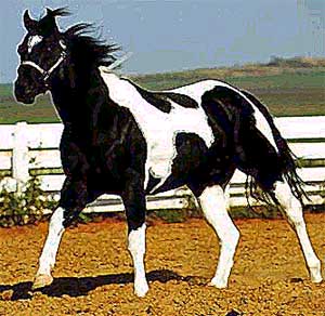 paint_horse2.jpg